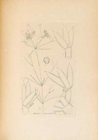 Reproducción/Reproduction 46232058325: Contributions to Japanese Characeae,. n.p.,1898?. 