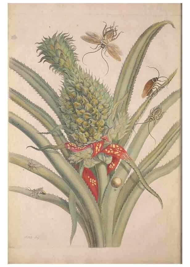 Reproducción/Reproduction 46232197825: Maria Sybilla Meriaen Over de voortteeling en wonderbaerlyke veranderingen der Surinaamsche insecten :. t'Amsterdam :By Jean Frederic Bernard,1730.. 