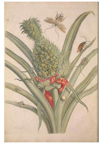 Reproducción/Reproduction 46232197825: Maria Sybilla Meriaen Over de voortteeling en wonderbaerlyke veranderingen der Surinaamsche insecten :. t'Amsterdam :By Jean Frederic Bernard,1730.. 