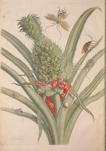 Reproducción/Reproduction 46232197825: Maria Sybilla Meriaen Over de voortteeling en wonderbaerlyke veranderingen der Surinaamsche insecten :. t'Amsterdam :By Jean Frederic Bernard,1730.. 