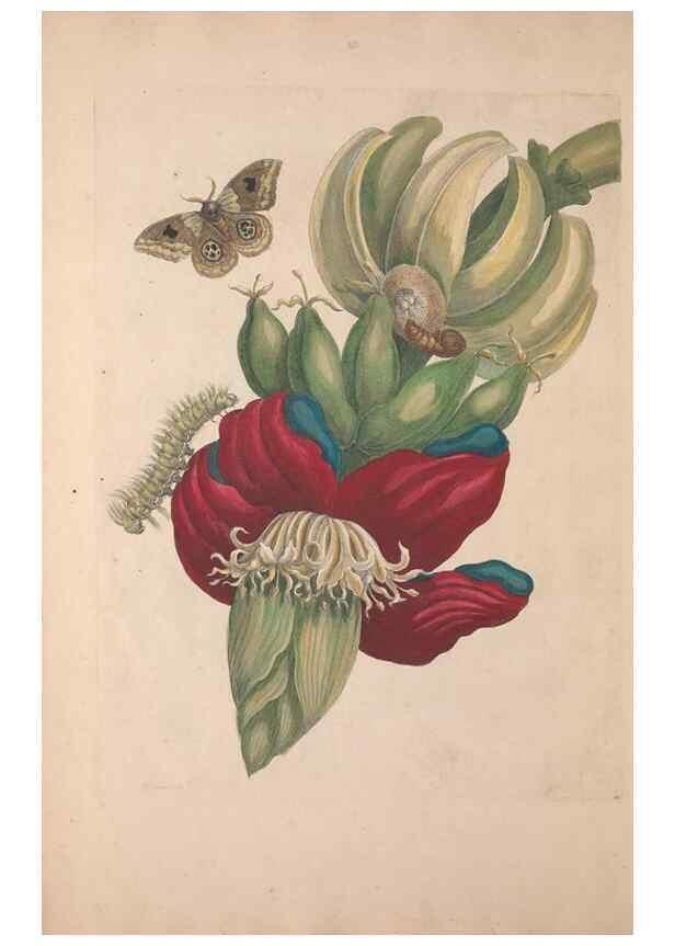 Reproducción/Reproduction 46232220225: Maria Sybilla Meriaen Over de voortteeling en wonderbaerlyke veranderingen der Surinaamsche insecten :. t'Amsterdam :By Jean Frederic Bernard,1730.. 