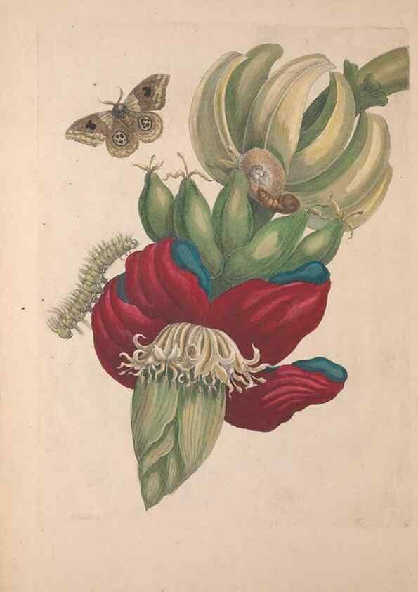 Reproducción/Reproduction 46232220225: Maria Sybilla Meriaen Over de voortteeling en wonderbaerlyke veranderingen der Surinaamsche insecten :. t'Amsterdam :By Jean Frederic Bernard,1730.. 