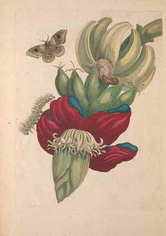 Reproducción/Reproduction 46232220225: Maria Sybilla Meriaen Over de voortteeling en wonderbaerlyke veranderingen der Surinaamsche insecten :. t'Amsterdam :By Jean Frederic Bernard,1730.. 