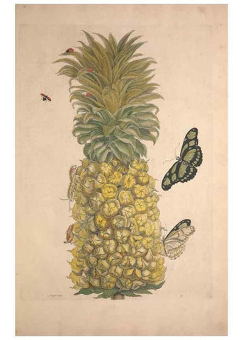 Reproducción/Reproduction 46423040604: Maria Sybilla Meriaen Over de voortteeling en wonderbaerlyke veranderingen der Surinaamsche insecten :. t'Amsterdam :By Jean Frederic Bernard,1730.. 