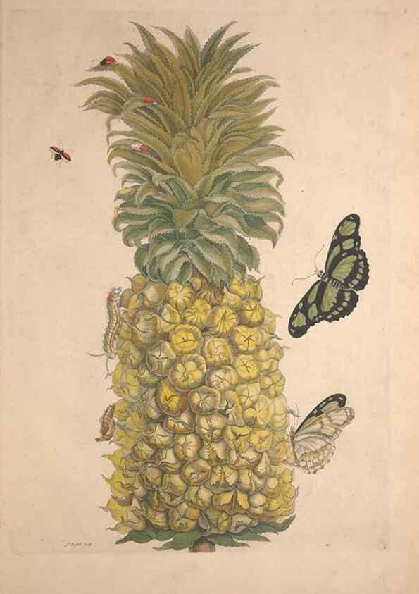 Reproducción/Reproduction 46423040604: Maria Sybilla Meriaen Over de voortteeling en wonderbaerlyke veranderingen der Surinaamsche insecten :. t'Amsterdam :By Jean Frederic Bernard,1730.. 