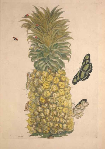 Reproducción/Reproduction 46423040604: Maria Sybilla Meriaen Over de voortteeling en wonderbaerlyke veranderingen der Surinaamsche insecten :. t'Amsterdam :By Jean Frederic Bernard,1730.. 