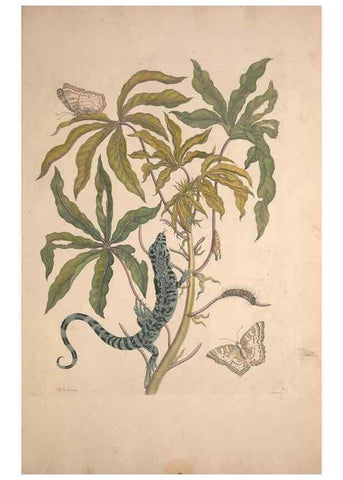 Reproducción/Reproduction 40181480493: Maria Sybilla Meriaen Over de voortteeling en wonderbaerlyke veranderingen der Surinaamsche insecten :. t'Amsterdam :By Jean Frederic Bernard,1730.. 