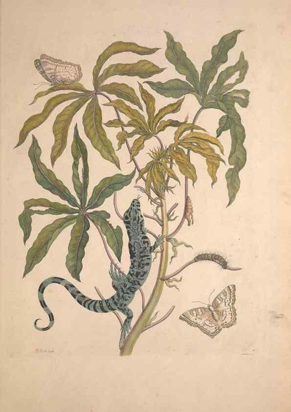 Reproducción/Reproduction 40181480493: Maria Sybilla Meriaen Over de voortteeling en wonderbaerlyke veranderingen der Surinaamsche insecten :. t'Amsterdam :By Jean Frederic Bernard,1730.. 