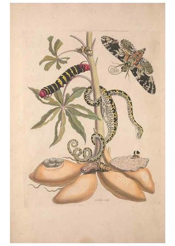 Reproducción/Reproduction 47146460541: Maria Sybilla Meriaen Over de voortteeling en wonderbaerlyke veranderingen der Surinaamsche insecten :. t'Amsterdam :By Jean Frederic Bernard,1730.. 