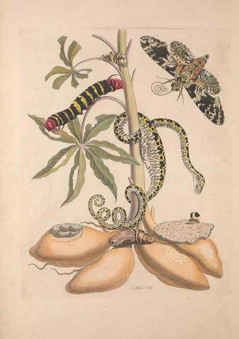 Reproducción/Reproduction 47146460541: Maria Sybilla Meriaen Over de voortteeling en wonderbaerlyke veranderingen der Surinaamsche insecten :. t'Amsterdam :By Jean Frederic Bernard,1730.. 