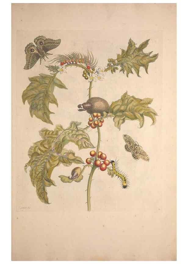 Reproducción/Reproduction 32204567977: Maria Sybilla Meriaen Over de voortteeling en wonderbaerlyke veranderingen der Surinaamsche insecten :. t'Amsterdam :By Jean Frederic Bernard,1730.. 