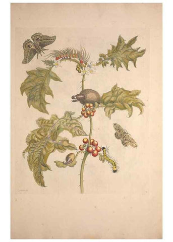 Reproducción/Reproduction 32204567977: Maria Sybilla Meriaen Over de voortteeling en wonderbaerlyke veranderingen der Surinaamsche insecten :. t'Amsterdam :By Jean Frederic Bernard,1730.. 