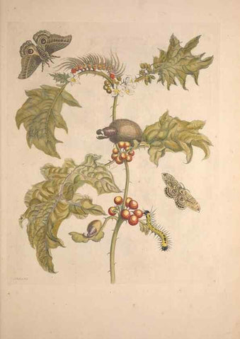 Reproducción/Reproduction 32204567977: Maria Sybilla Meriaen Over de voortteeling en wonderbaerlyke veranderingen der Surinaamsche insecten :. t'Amsterdam :By Jean Frederic Bernard,1730.. 