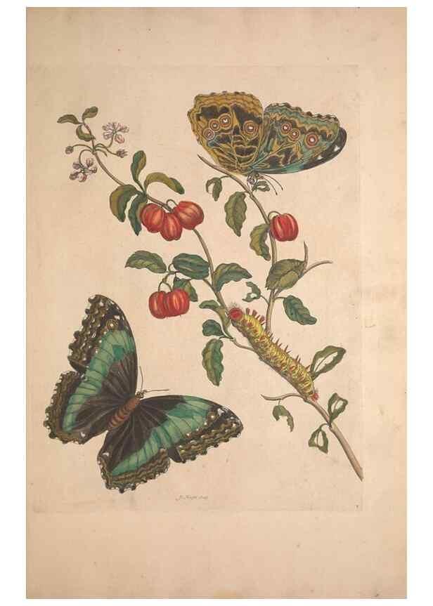 Reproducción/Reproduction 40181483573: Maria Sybilla Meriaen Over de voortteeling en wonderbaerlyke veranderingen der Surinaamsche insecten :. t'Amsterdam :By Jean Frederic Bernard,1730.. 