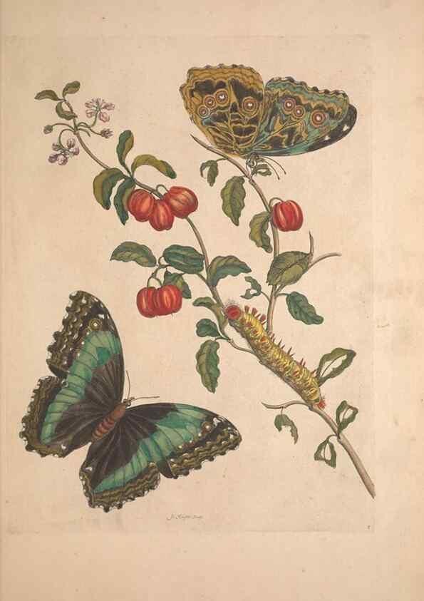 Reproducción/Reproduction 40181483573: Maria Sybilla Meriaen Over de voortteeling en wonderbaerlyke veranderingen der Surinaamsche insecten :. t'Amsterdam :By Jean Frederic Bernard,1730.. 