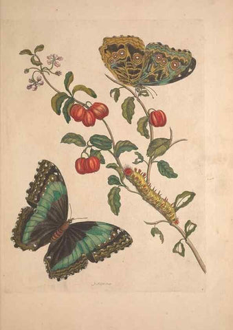 Reproducción/Reproduction 40181483573: Maria Sybilla Meriaen Over de voortteeling en wonderbaerlyke veranderingen der Surinaamsche insecten :. t'Amsterdam :By Jean Frederic Bernard,1730.. 