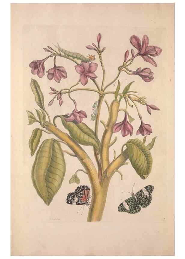 Reproducción/Reproduction 47146463791: Maria Sybilla Meriaen Over de voortteeling en wonderbaerlyke veranderingen der Surinaamsche insecten :. t'Amsterdam :By Jean Frederic Bernard,1730.. 