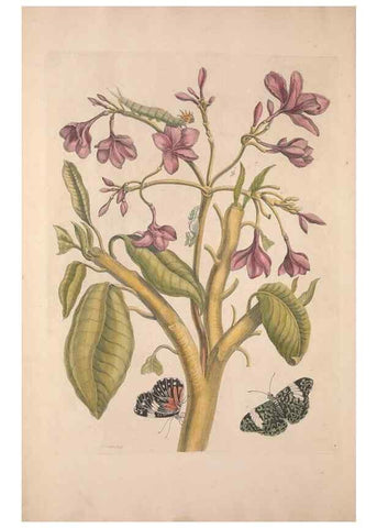 Reproducción/Reproduction 47146463791: Maria Sybilla Meriaen Over de voortteeling en wonderbaerlyke veranderingen der Surinaamsche insecten :. t'Amsterdam :By Jean Frederic Bernard,1730.. 
