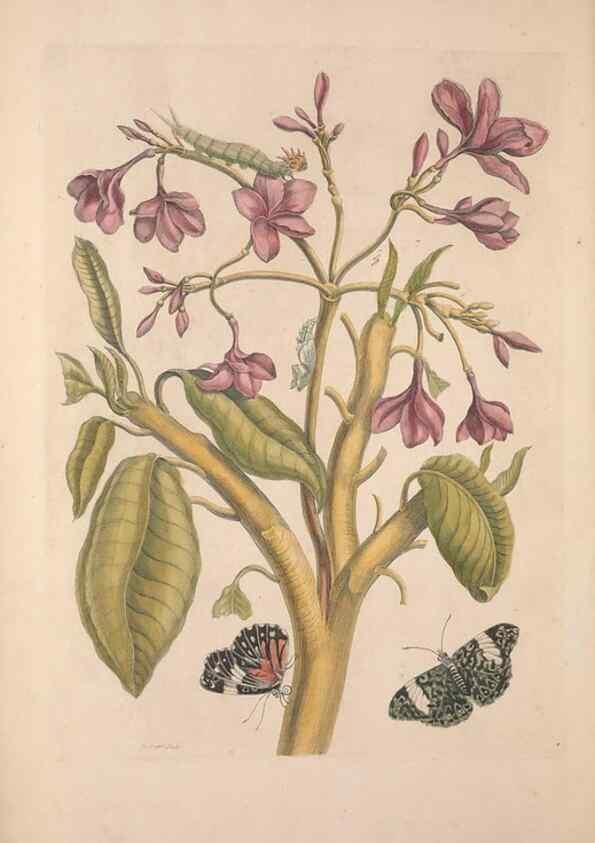 Reproducción/Reproduction 47146463791: Maria Sybilla Meriaen Over de voortteeling en wonderbaerlyke veranderingen der Surinaamsche insecten :. t'Amsterdam :By Jean Frederic Bernard,1730.. 