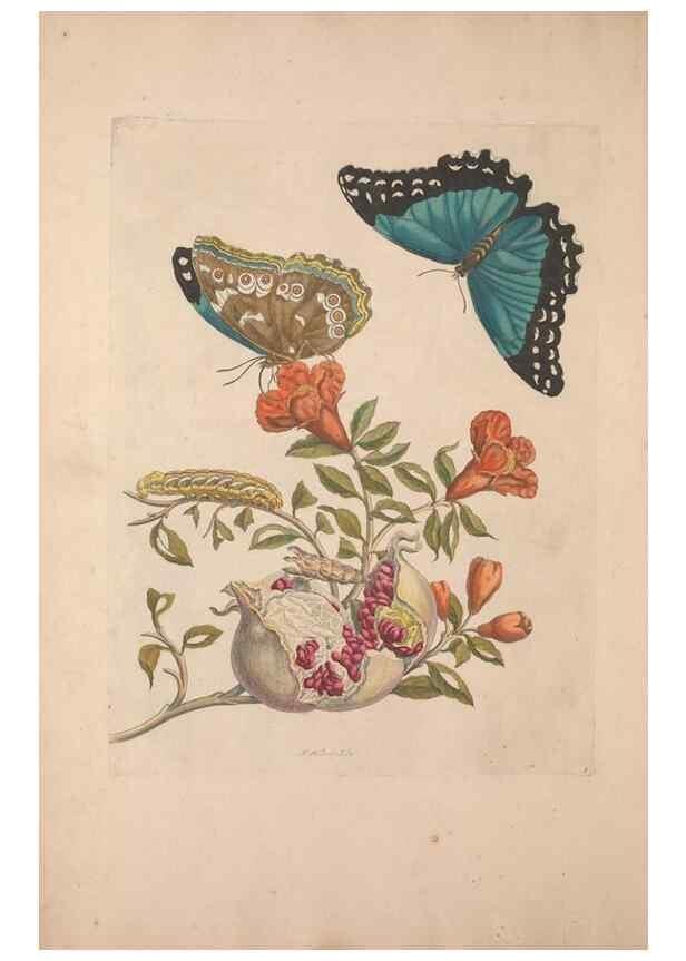Reproducción/Reproduction 46423060994: Maria Sybilla Meriaen Over de voortteeling en wonderbaerlyke veranderingen der Surinaamsche insecten :. t'Amsterdam :By Jean Frederic Bernard,1730.. 