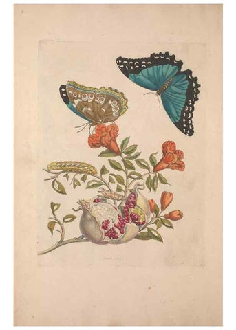 Reproducción/Reproduction 46423060994: Maria Sybilla Meriaen Over de voortteeling en wonderbaerlyke veranderingen der Surinaamsche insecten :. t'Amsterdam :By Jean Frederic Bernard,1730.. 