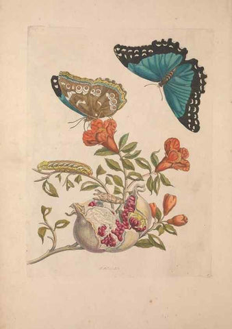 Reproducción/Reproduction 46423060994: Maria Sybilla Meriaen Over de voortteeling en wonderbaerlyke veranderingen der Surinaamsche insecten :. t'Amsterdam :By Jean Frederic Bernard,1730.. 
