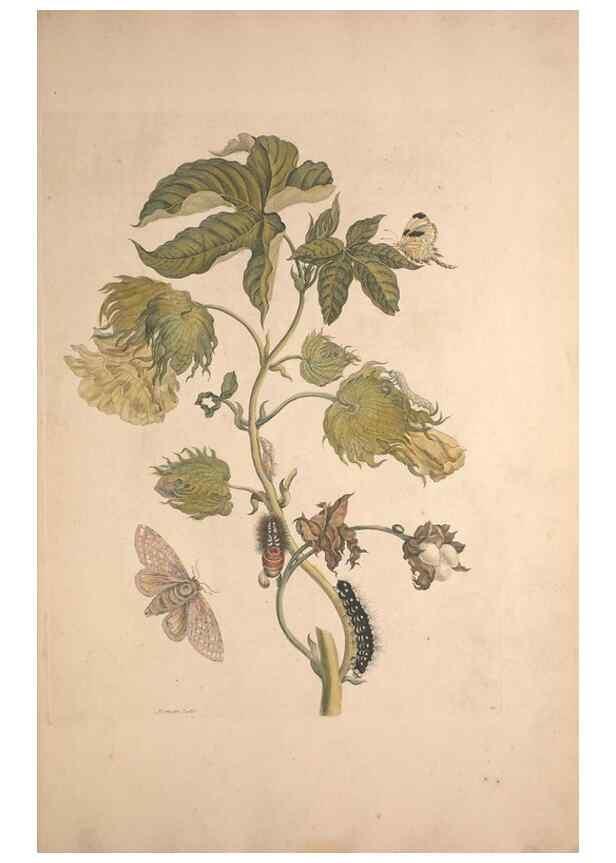 Reproducción/Reproduction 46423061284: Maria Sybilla Meriaen Over de voortteeling en wonderbaerlyke veranderingen der Surinaamsche insecten :. t'Amsterdam :By Jean Frederic Bernard,1730.. 