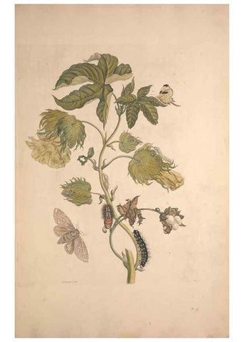 Reproducción/Reproduction 46423061284: Maria Sybilla Meriaen Over de voortteeling en wonderbaerlyke veranderingen der Surinaamsche insecten :. t'Amsterdam :By Jean Frederic Bernard,1730.. 
