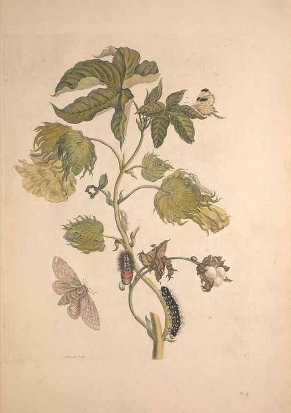 Reproducción/Reproduction 46423061284: Maria Sybilla Meriaen Over de voortteeling en wonderbaerlyke veranderingen der Surinaamsche insecten :. t'Amsterdam :By Jean Frederic Bernard,1730.. 