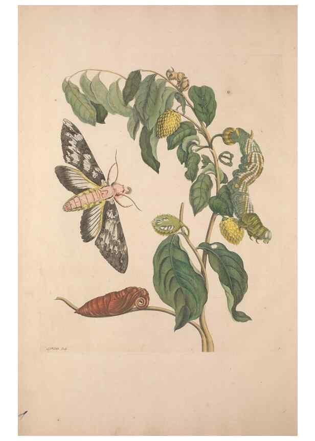 Reproducción/Reproduction 47094227822: Maria Sybilla Meriaen Over de voortteeling en wonderbaerlyke veranderingen der Surinaamsche insecten :. t'Amsterdam :By Jean Frederic Bernard,1730.. 
