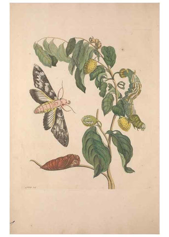 Reproducción/Reproduction 47094227822: Maria Sybilla Meriaen Over de voortteeling en wonderbaerlyke veranderingen der Surinaamsche insecten :. t'Amsterdam :By Jean Frederic Bernard,1730.. 