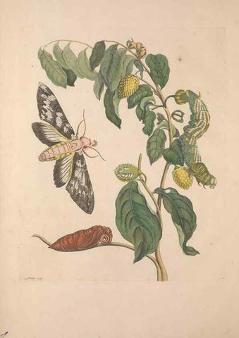 Reproducción/Reproduction 47094227822: Maria Sybilla Meriaen Over de voortteeling en wonderbaerlyke veranderingen der Surinaamsche insecten :. t'Amsterdam :By Jean Frederic Bernard,1730.. 