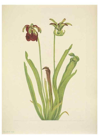 Reproducción/Reproduction 33043665628: North American wild flowers. Washington, D.C. :Smithsonian Institution,1925.. 