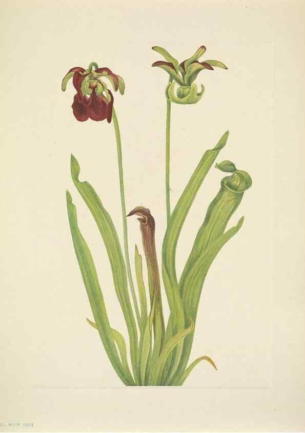 Reproducción/Reproduction 33043665628: North American wild flowers. Washington, D.C. :Smithsonian Institution,1925.. 