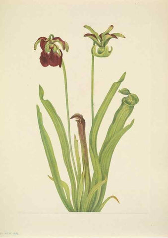 Reproducción/Reproduction 33043665628: North American wild flowers. Washington, D.C. :Smithsonian Institution,1925.. 
