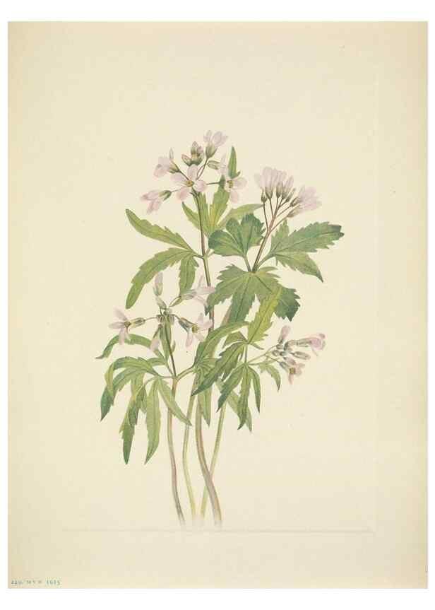 Reproducción/Reproduction 39954238703: North American wild flowers. Washington, D.C. :Smithsonian Institution,1925.. 