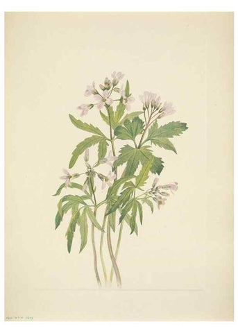 Reproducción/Reproduction 39954238703: North American wild flowers. Washington, D.C. :Smithsonian Institution,1925.. 