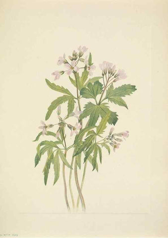 Reproducción/Reproduction 39954238703: North American wild flowers. Washington, D.C. :Smithsonian Institution,1925.. 