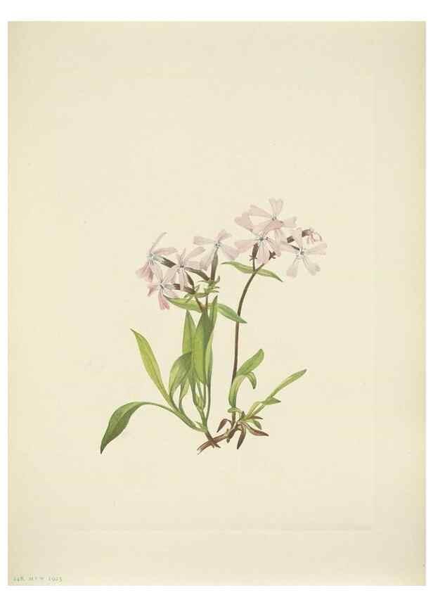 Reproducción/Reproduction 46194197784: North American wild flowers. Washington, D.C. :Smithsonian Institution,1925.. 