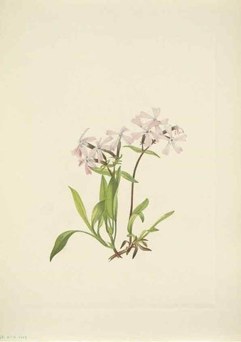 Reproducción/Reproduction 46194197784: North American wild flowers. Washington, D.C. :Smithsonian Institution,1925.. 