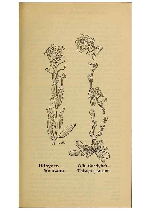 Reproducción/Reproduction 32977461348: Field book of western wild flowers /. New York :Putnam,1915.. 