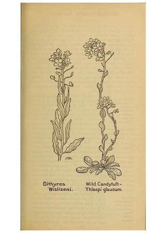 Reproducción/Reproduction 32977461348: Field book of western wild flowers /. New York :Putnam,1915.. 