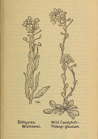 Reproducción/Reproduction 32977461348: Field book of western wild flowers /. New York :Putnam,1915.. 