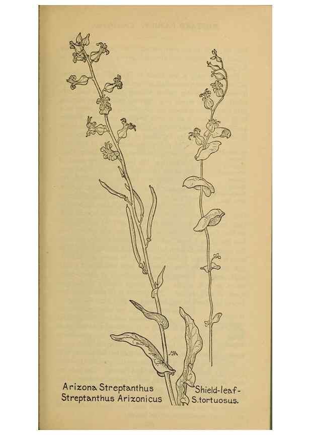 Reproducción/Reproduction 46800808302: Field book of western wild flowers /. New York :Putnam,1915.. 