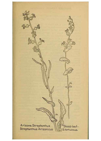 Reproducción/Reproduction 46800808302: Field book of western wild flowers /. New York :Putnam,1915.. 
