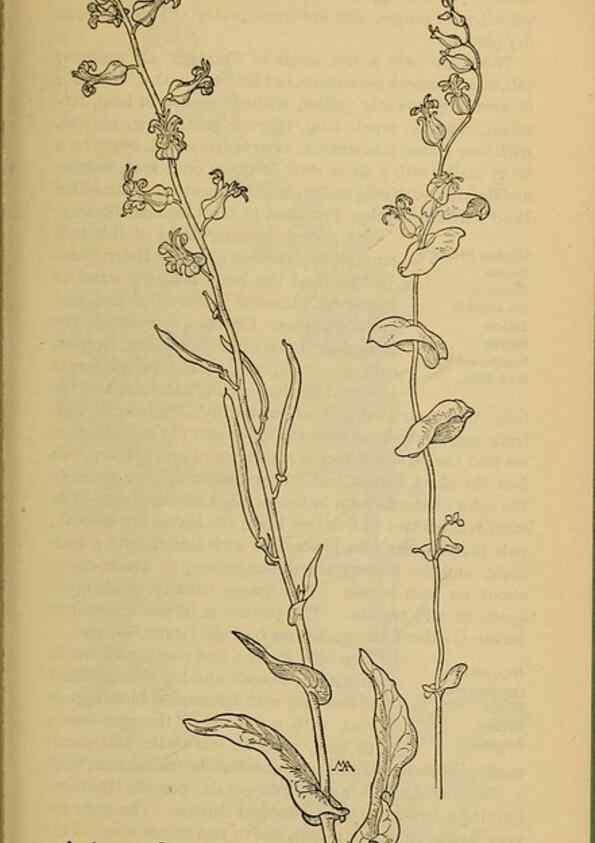 Reproducción/Reproduction 46800808302: Field book of western wild flowers /. New York :Putnam,1915.. 