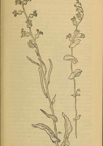 Reproducción/Reproduction 46800808302: Field book of western wild flowers /. New York :Putnam,1915.. 