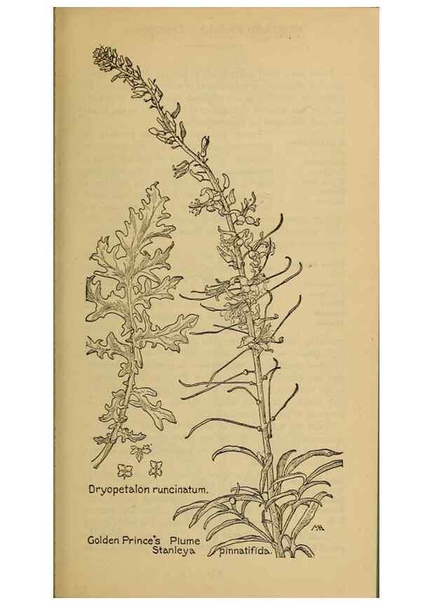 Reproducción/Reproduction 46800822862: Field book of western wild flowers /. New York :Putnam,1915.. 