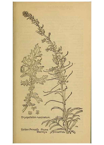 Reproducción/Reproduction 46800822862: Field book of western wild flowers /. New York :Putnam,1915.. 