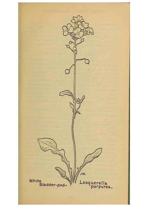 Reproducción/Reproduction 45938246755: Field book of western wild flowers /. New York :Putnam,1915.. 